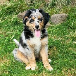 Miniature Australian Shepherd Puppies from Wonderland Aussies