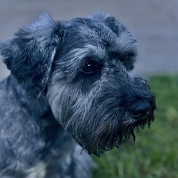 Miniature Schnauzers from The Bearded Lady Miniature Schnauzers