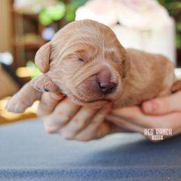 Echo - Apricot female Goldendoodle puppy in Salado, Texas from Red Ranch Dogs