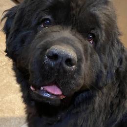 Sadie - Newfoundland