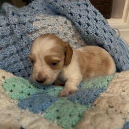 Boy 1 - Cream male Dachshund puppy in Laurel, Mississippi from BB's Dotsies