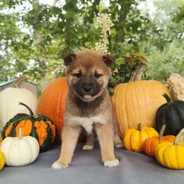 Claire - Red female Shiba Inu puppy in Clayton, Illinois from Adorable-Puppies