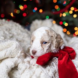 Alice - female Australian Mountain Doodle puppy in Redding, California from Farmstead Doodles