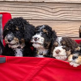 Bernedoodles, Cavapoos, and Goldendoodles from Waterloo Doodles
