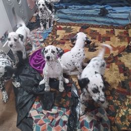 Dalmatian and Havanese Puppies from Anni's Spots