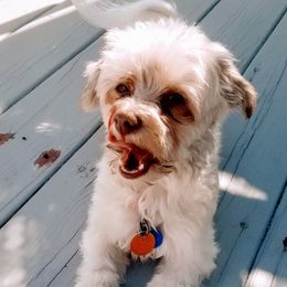 Havanese from Petersheim Puppies