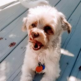 Havanese from Petersheim Puppies