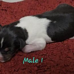 Boy 1 - White black and tan male Rat Terrier puppy in Divide, Colorado from Outlaw Farm and Kennel
