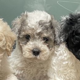Elvis - Parti male Goldendoodle puppy in Home, Pennsylvania from Plum Creek Acres Next Generation