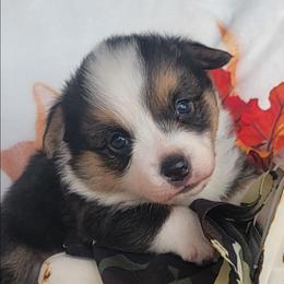 Camo bandana boy - Black and tan male Pembroke Welsh Corgi puppy in Cherokee, Oklahoma from MCS Farms-OK