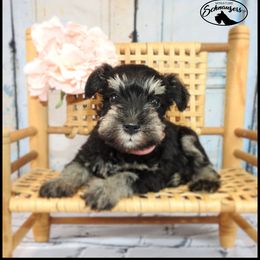 AKC 25015 - Black and silver female Miniature Schnauzer puppy in Mount Airy, Georgia from Miniature Schnauzers GA, LLC