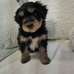 Australian Mountain Doodle, Bernedoodle, Companion Cross, and Shihpoo Puppies from Perfect Companion Puppies