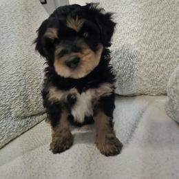 Australian Mountain Doodle, Bernedoodle, Companion Cross, and Shihpoo Puppies from Perfect Companion Puppies