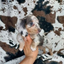 CLOVER - On Hold - Dapple female Dachshund puppy in Swink, Oklahoma from Palali Farm