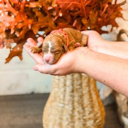 Red collar girl - Red  female Goldendoodle puppy in Spokane, Washington from Dream Doodles in Spokane WA