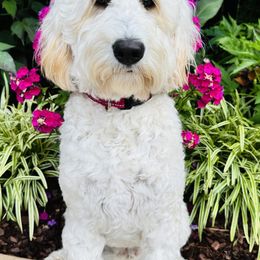 Izzy - Goldendoodle