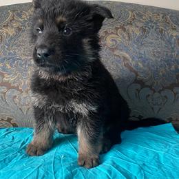 Teal collar boy - Black and red male German Shepherd puppy in Coleta, Illinois from Four Leaf Farm- Vom Vierblättriges Bauernhof