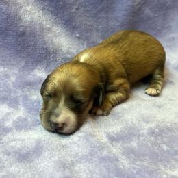 Motorheads Alice - Cream female Dachshund puppy in Yucaipa, California from Motorhead Dachshunds