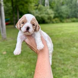 Harmony - Red female Cavapoo puppy in Midland, Michigan from Northern Charm Farm