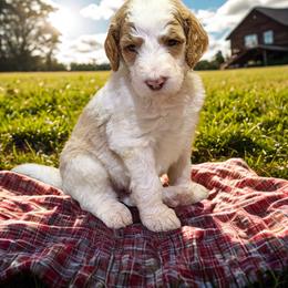 Slinky - Parti male Goldendoodle puppy in Ellenburg Center, New York from Kristin's Puppies