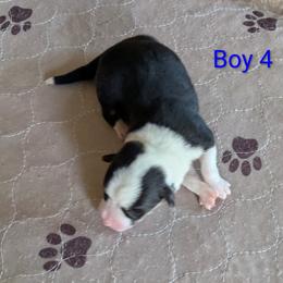 Boy 4 - Black and tan male Pembroke Welsh Corgi puppy in Edinburgh, Indiana from J Bar M Corgis