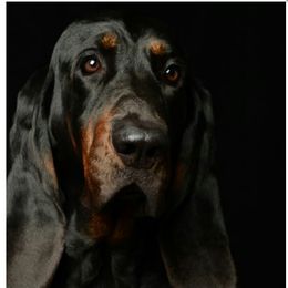 Woodrow - Black and Tan Coonhound
