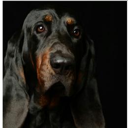 Woodrow - Black and Tan Coonhound