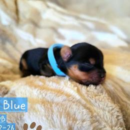 Mistletoe - Black and tan male Yorkshire Terrier puppy in Nitro, West Virginia from Kathryn's Yorkies