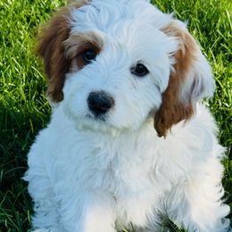 Archer - White male Cavapoo puppy in Malad City, Idaho from FreckledCowgirlPuppies