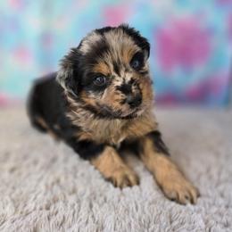 Persephone - Blue merle female Miniature Australian Shepherd puppy in Church Hill, Tennessee from Hippie Dog Haven
