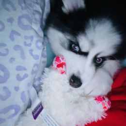 Pomsky Puppies from Oceanway Pomskies