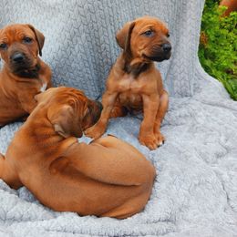 Rhodesian Ridgeback Puppies from Country View Ridgebacks