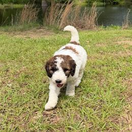 Eagle - Parti male Goldendoodle puppy in Pittsburg, Texas from Grace Springs Goldendoodles