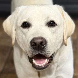 Golden Retrievers and Labrador Retrievers from Rustic Cabin Retrievers
