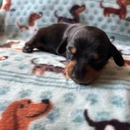 Pepper - Black and tan female Dachshund puppy in Jacksonville, North Carolina from Lizzie’s Doxies