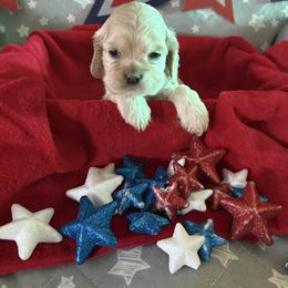 Jailhouse Amore 3 - Buff male Cocker Spaniel puppy in Kingman, Arizona from Amore’s Cockers