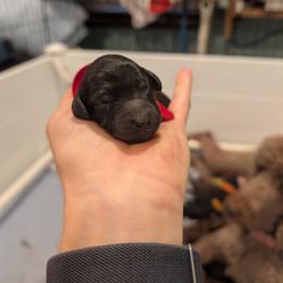 Rose - Black female Australian Labradoodle puppy in Sturbridge, Massachusetts from Pawlite Best Friends