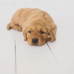 Golden Retriever Puppies from Bright Side Goldens