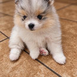 Pomeranian Puppies from Rebecca Mendoza