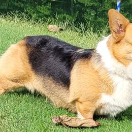 Skyler - Pembroke Welsh Corgi