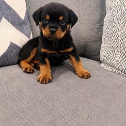 Boy 4 - male Rottweiler puppy in Parker, Colorado from Denver Rottweilers