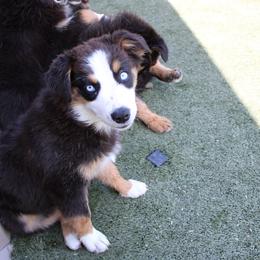 Chilli - Black tri-color female Australian Shepherd puppy in Sonoita, Arizona from Gardner Canyon Kennels