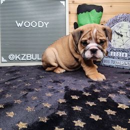 Woody - Red and white male Bulldog puppy in Hillsdale County, Michigan from KZ Bullies LLC