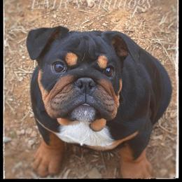 Diva - Black tri-color female Bulldog puppy in Ranson, West Virginia from EMR’s Bulldogs