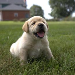 Mr. Blue - Yellow male Labrador Retriever puppy in Morrill, Kansas from Grimm Girls Farm