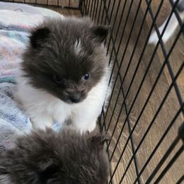 Blue - Blue parti male Pomeranian puppy in Pickton, Texas from Mandy's Precious Poms
