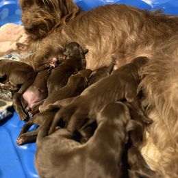 Boy 2 - Liver male Pudelpointer puppy in Sioux Falls, South Dakota from Saddle Creek Kennels