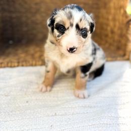 Dolly - Blue merle female Australian Shepherd puppy in Unionville, Iowa from Soap Creek Kennels