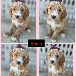 Bama - Apricot female Goldendoodle puppy in Decatur, Tennessee from Diamond's Doodles