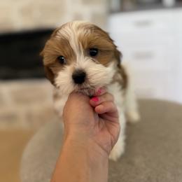 Bernedoodle, Cavapoo, Havanese, and Havapoo Puppies from Lady Paws Puppies - Cassie
